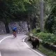Cyclist riding past a bear while on group cycling holiday in Romania to Transylvania over the Transfagarasan pass with cycling tour operator European Cycling Tours