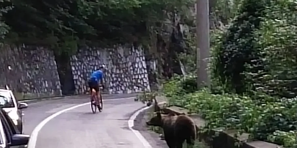 Cyclist riding past a bear while on group cycling holiday in Romania to Transylvania over the Transfagarasan pass with cycling tour operator European Cycling Tours