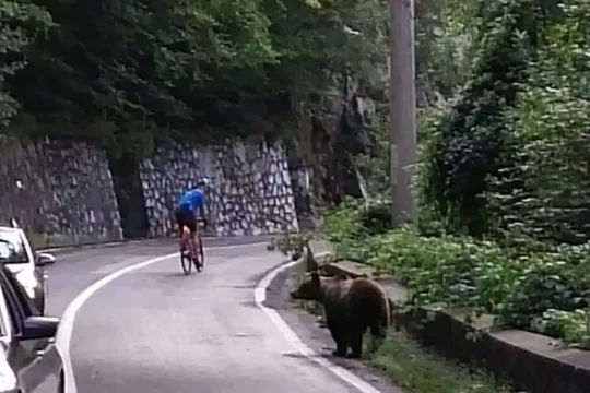 Cyclist riding past a bear while on group cycling holiday in Romania to Transylvania over the Transfagarasan pass with cycling tour operator European Cycling Tours