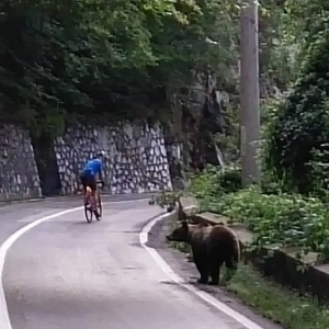 Cyclist riding past a bear while on group cycling holiday in Romania to Transylvania over the Transfagarasan pass with cycling tour operator European Cycling Tours